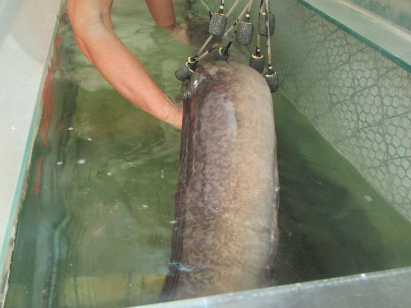 Con cá Lệch nặng 18kg, dài gần 2m.