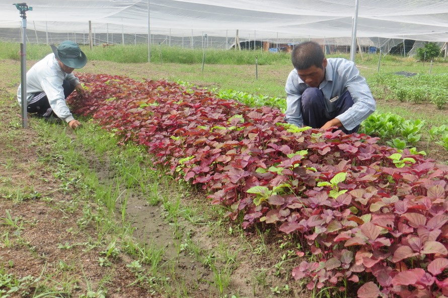 Nông dân trồng rau sạch ở TPHCM gặp nhiều khó khăn về đầu ra