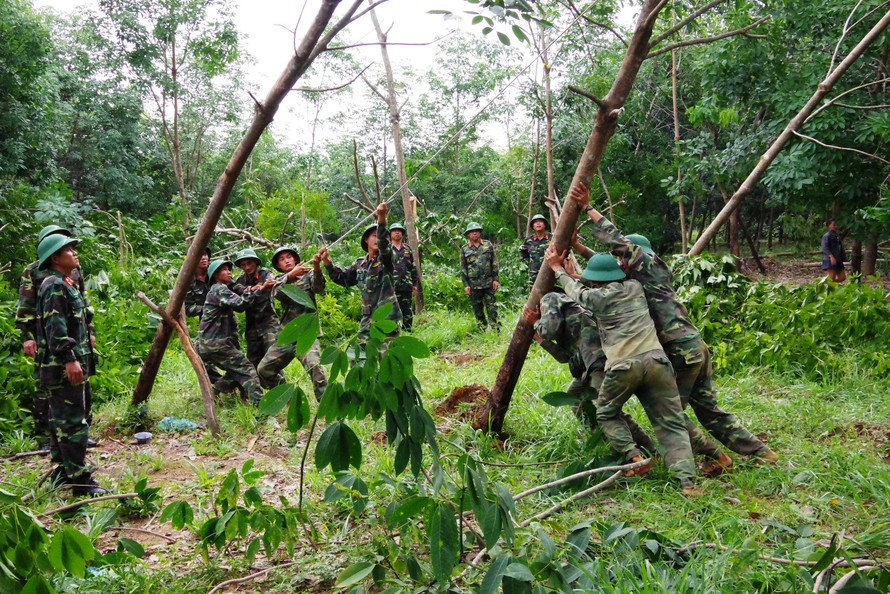 Cán bộ, chiến sĩ Sư đoàn 968 giúp nhân dân xã Cam Thành, huyện Cam Lộ, tỉnh Quảng Trị dựng lại cây Cao su bị đỗ.