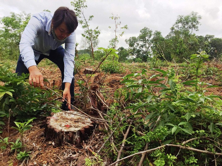 Gần 3.000m2 rừng đặc dụng cạnh thành phố Huế bị phá hoại