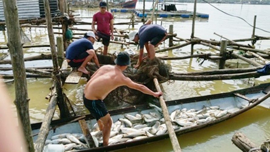 Cá nuôi lồng chết hàng loạt sau lũ tại vùng cửa biển Thuận An, gây thiệt hại nặng cho ngư dân.