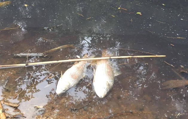 Cá chết tại khe suối bị nước thải tràn ra.