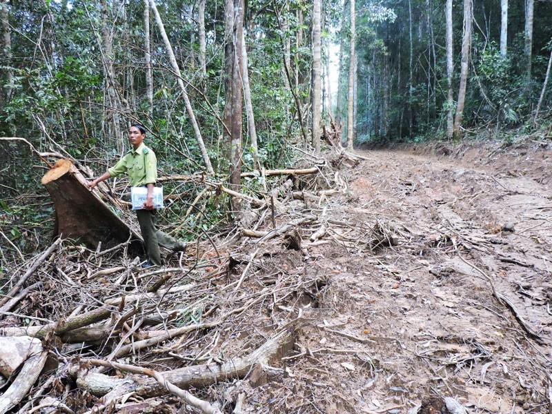 Ông Võ Ngọc Lâm đã phá rừng để mở đường trái phép.