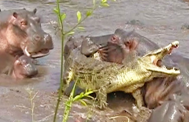 Con cá sấu đã may mắn thoát chết sau khi bị hơn 30 chú hà mã tấn công.