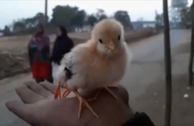 Chuyện lạ gà con có tới 4 chân ở Ấn Độ