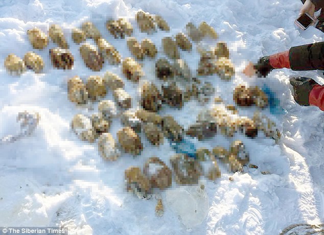 Số tay người được tìm thấy tại vùng Viễn Đông Nga. Ảnh: Siberia Times