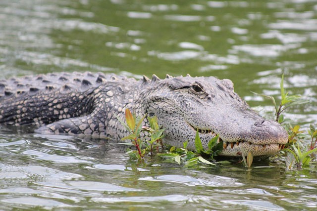 Một con cá sấu đầm lầy được cho là đã giết và ăn thịt người vừa bị bắt tại Ấn Độ.