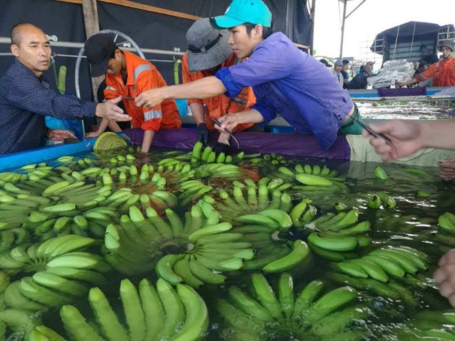 Chuối xuất khẩu mang lại nguồn thu lớn cho HAGL và đây là sản phẩm trái cây công ty thu hoạch đầu tiên. Ảnh: HAGL