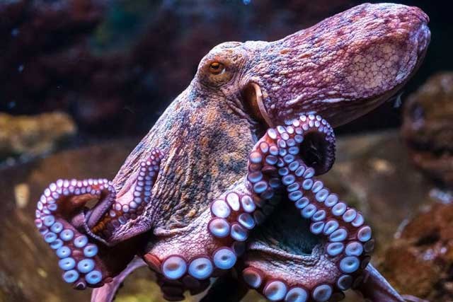 Một nhóm nhà khoa học cho rằng bạch tuộc là sinh vật đến từ ngoài hành tinh.