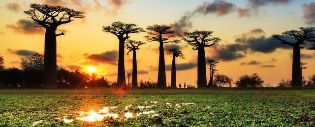 Các cây bao báp nghìn năm tuổi ở Châu Phi đột ngột chết hàng loạt