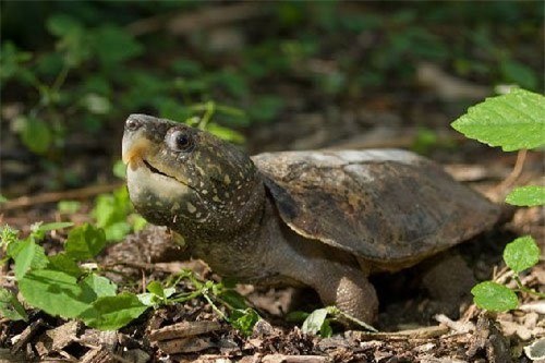 Rùa đầu to sinh sống ở khu vực Đông Nam Á như như Việt Nam, Lào, Thái Lan, Myanma, Campuchia. Ngoài ra, loài rùa này còn được tìm thấy ở Trung Quốc. Ảnh khoahoc.