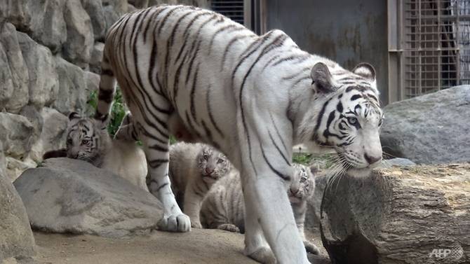 Hổ trắng trong vườn thú tại Nhật Bản. Ảnh: AFP