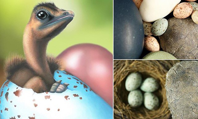Màu sắc của trứng chim hiện đại được kế thừa từ trứng của một số loài khủng long.