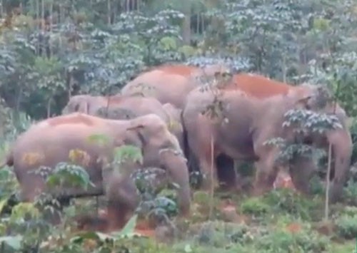 Đàn voi sáu con từng xuất hiện tại huyện Thanh Chương năm 2016 được cơ quan chức năng ghi hình.
