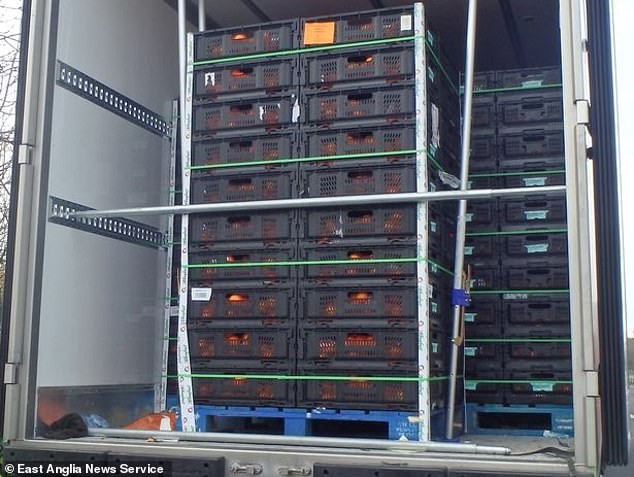 Thùng container chứa đầy cam cùng 8 người nghi nhập cư trái phép. Ảnh: Daily Mail