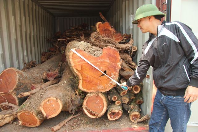 Người dân tiến hành đo đạc, kiểm tra lại số gỗ sưa đỏ tại nhà văn hóa thôn Phụ Chính (Ảnh: Nguyễn Trường).