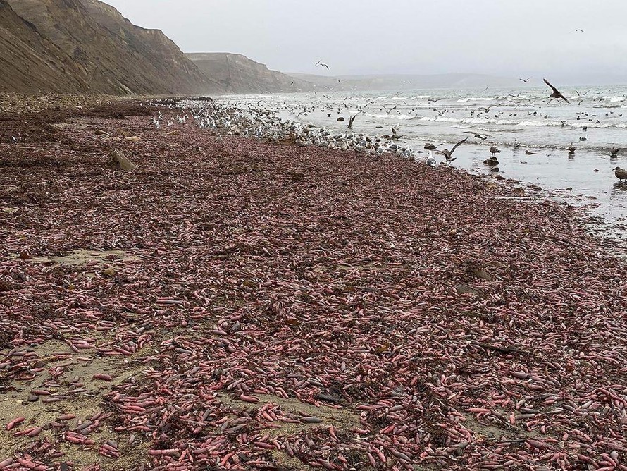 Hàng trăm ngàn con "cá dương vật" nằm phơi mình trên bãi biển San Francisco. Ảnh: Instagram