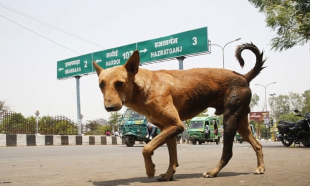 Chó hoang ở Ấn Độ. Ảnh: AP