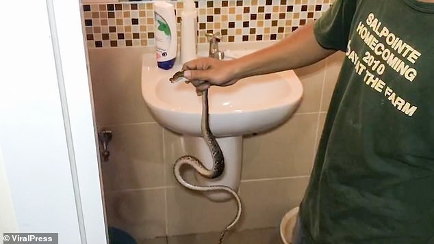 Con rắn được phát hiện trong bồn cầu. Ảnh: Daily Mail