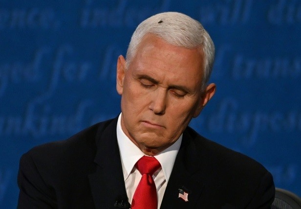 Ruồi đậu trên tóc Phó Tổng thống Mike Pence. Ảnh: Getty