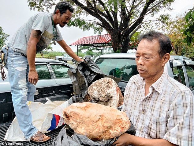 Ông Naris Suwannasang cầm khối u quý hiếm trên tay. 