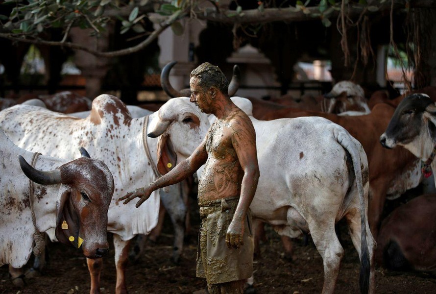 Uddhav Bhatia, một nhân viên y tế tuyến đầu, chạm vào một con bò sau khi bôi phân bò lên cơ thể, với niềm tin rằng nó sẽ tăng cường khả năng miễn dịch trước COVID-19. Hình ảnh tại một trung tâm trị liệu phân bò ở Ahmedabad (Ấn Độ). Ảnh: Reuters