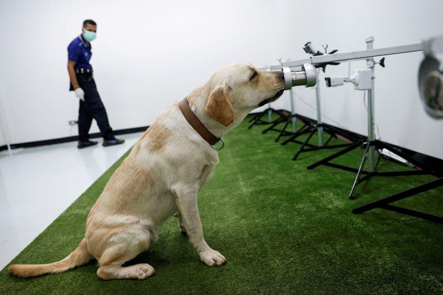 Chú chó được huấn luyện đánh hơi người mắc COVID-19. Ảnh: Reuters