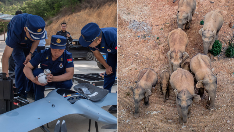 Lực lượng chức năng được triển khai để theo dõi đàn voi. Ảnh: RT
