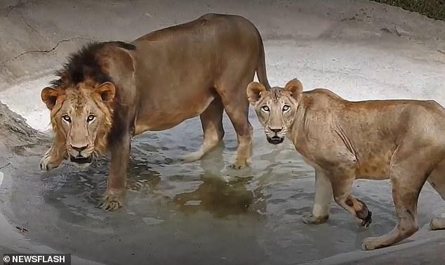 Chín con sư tử tại Vườn thú Vandalur đã được xác nhận mắc COVID-19. Trong đó, một con sư tử cái đã chết. Ảnh: Daily Mail