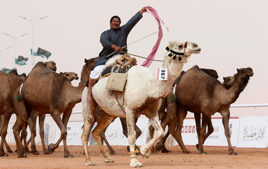 Một người đàn ông cưỡi lạc đà tại lễ hội Vua Abdulaziz. Ảnh: Reuters