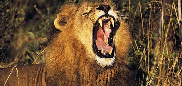 Săn trộm tê giác, bị voi giết chết, sư tử ăn thịt