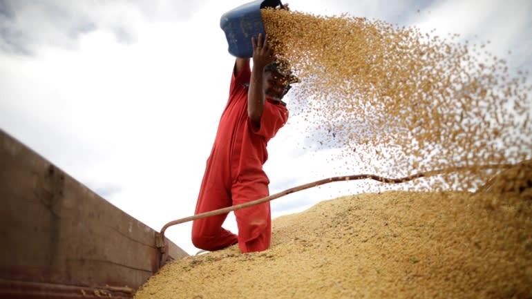 Xuất khẩu đậu tương và các loại hạt có dầu của Brazil sang Trung Quốc tăng 48%. Ảnh: Getty Images.