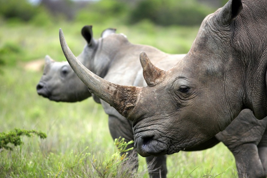 Thế giới hiện chỉ còn 20.000 con tê giác trắng, 5.000 con tê giác đen và 3.500 con tê giác một sừng. Ảnh: Livescience.