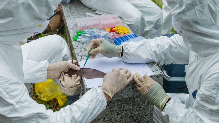 Các nhà nghiên cứu gửi các mẫu phân và bộ phận của dơi họ bắt được trong hang động tới Viện Virus học Vũ Hán để tìm coronavirus. Ảnh: Ecohealth Alliance.