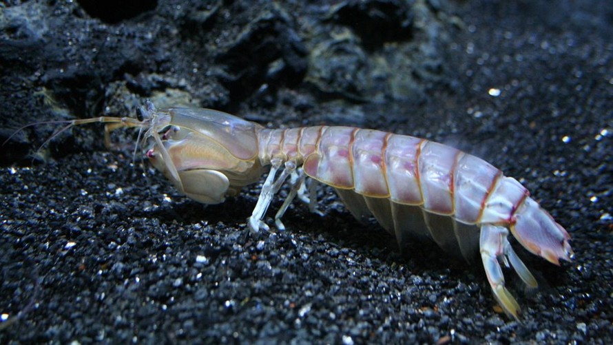 Bề bề (tôm tít, tôm tích, tôm búa…) nhìn vừa giống tôm và vừa giống bọ ngựa, nên chúng được đặt tên tiếng Anh là Mantis shrimp (tôm bọ ngựa).