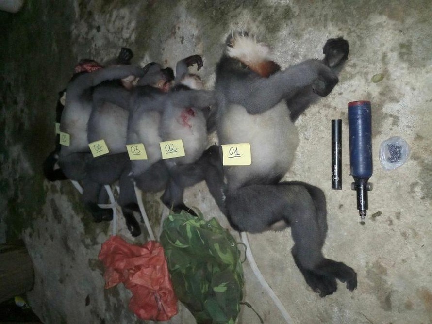 Năm cá thể voọc chà vá chân xám bị bắn chết ở Quảng Ngãi thuộc bộ linh trưởng nhóm cực kỳ quý hiếm trong Sách đỏ Việt Nam và Sách đỏ IUCN.