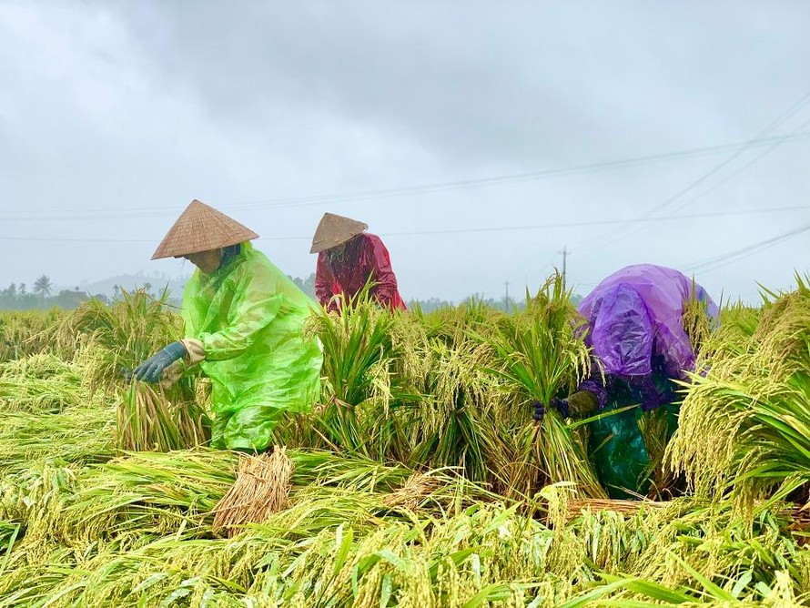 Nông dân Quảng Ngãi đội mưa ra đồng dựng lúa đổ rạp giữa làn nước bạc