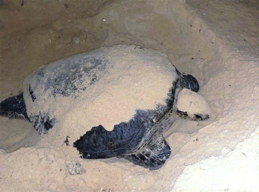 Rùa biển bò lên bãi biển đẻ trứng.