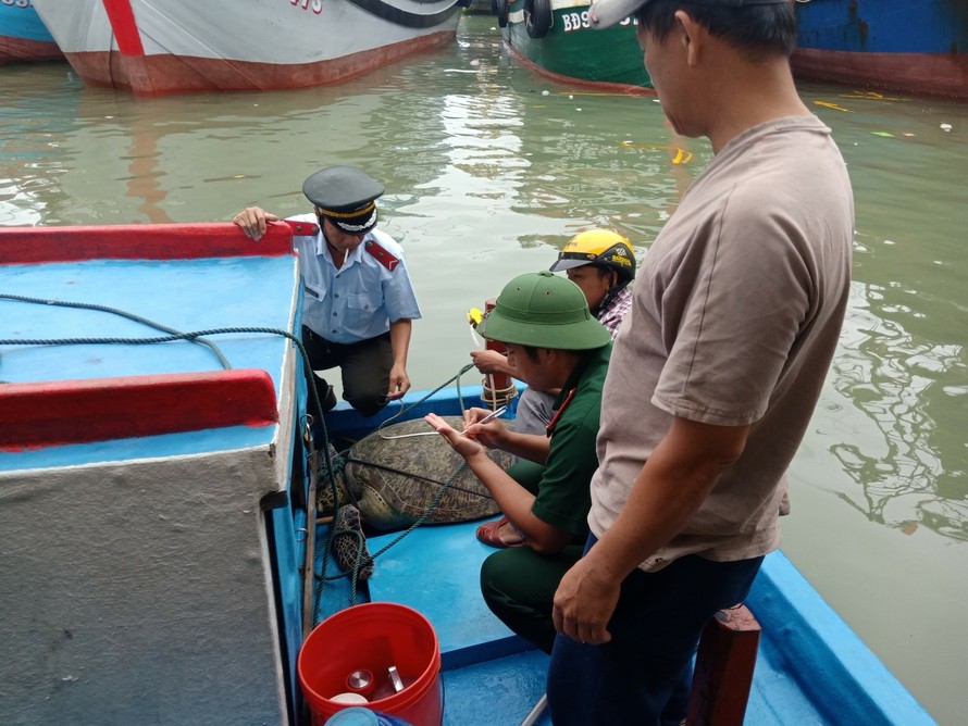 Ngành chức năng tiến hành thả con vích về biển.