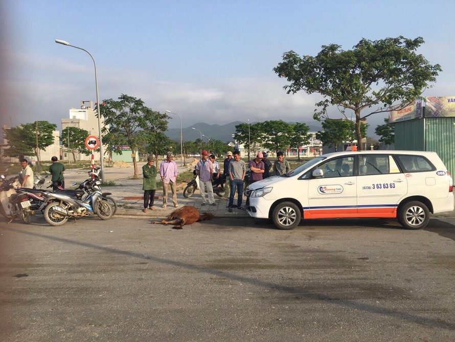Chiếc taxi gặp phải đàn bò đang ngủ giữa đường, một chú bò giật mình lao vào đầu xe taxi, chết tại chỗ. Ảnh: CTV