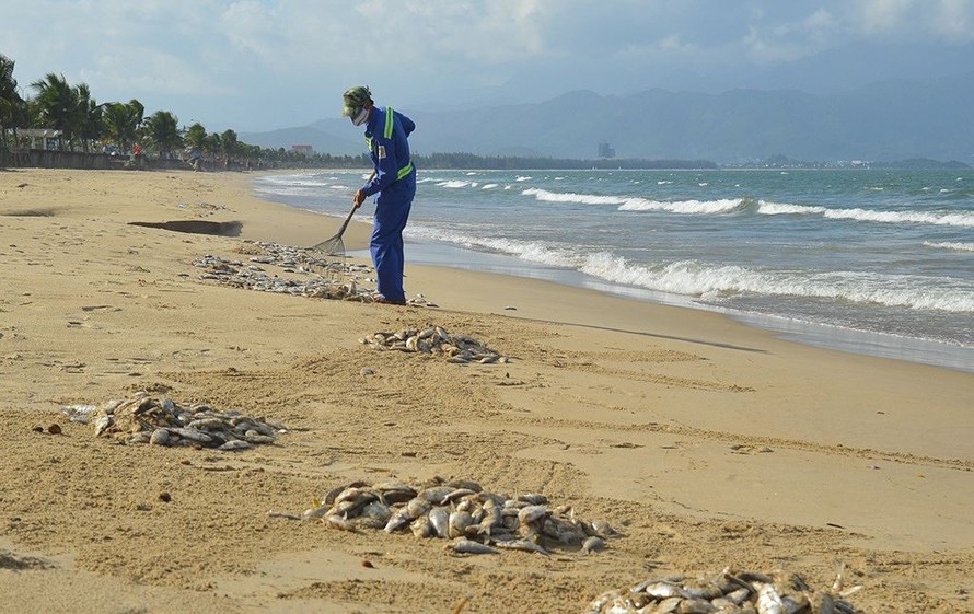 Sở TN&MT thành phố Đà Nẵng khẳng định nước biển ở khu vực cá chết dạt vào bờ an toàn. 