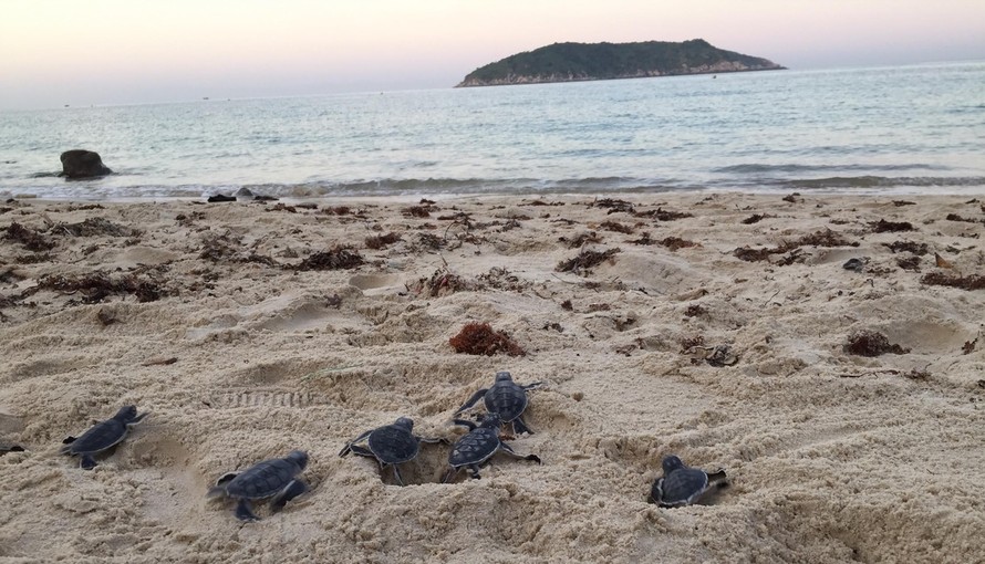 Số lượng rùa lên bãi biển đẻ trứng tại Việt Nam giảm hơn 22 lần 