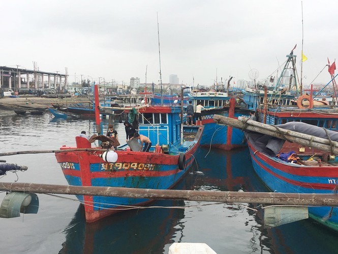 UBND TP Đà Nẵng tiếp tục tăng cường các cơ chế, chính sách để hỗ trợ ngư dân vươn khơi bám biển như hỗ trợ kinh phí trang thiết bị tàu cá, bảo hiểm thân tàu… để tiếp tục phát triển nghề cá chất lượng cao