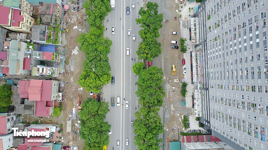 Hàng cây đường Phạm Văn Đồng trước ngày chặt hạ, di chuyển
