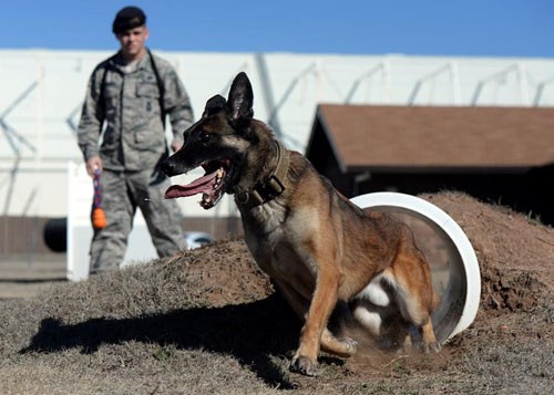 Những điều ít biết về cách quân đội Mỹ huấn luyện chó chiến đấu