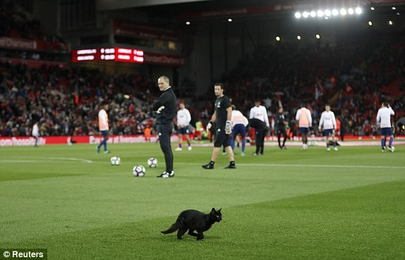 Chú mèo xuất hiện trước trận Liverpool - M.U
