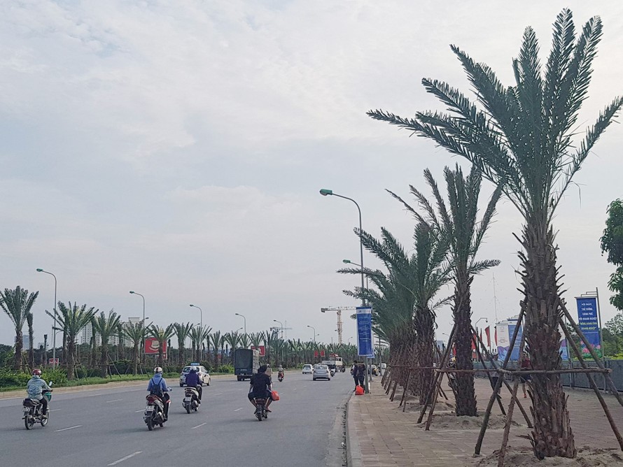 Dừng cắt cỏ, Hà Nội trồng cây to suốt dọc Đại lộ Thăng Long