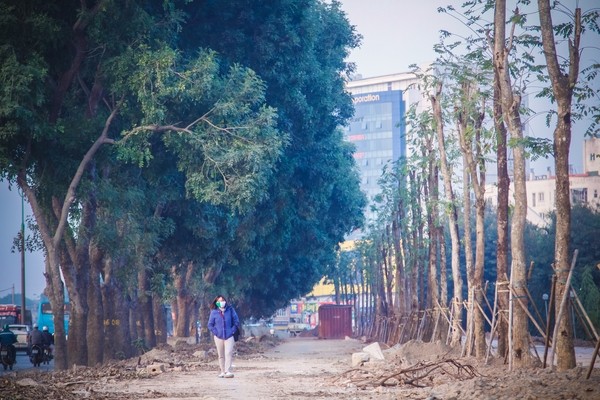 Hàng cây mới thay thế cây nhiều năm tuổi trên đường Phạm Văn Đồng