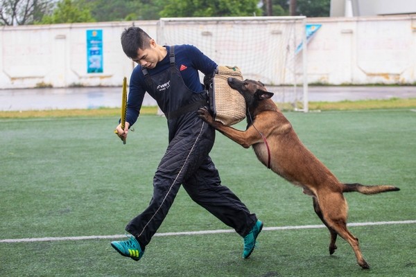 Chó chăn cừu ở Bỉ được huấn luyện ở Việt Nam như chó nghiệp vụ với tốc độ tung chiêu chớp nhoáng cùng với độ thông minh của nó. Mỗi con thuộc loài chó này có giá lên đến hàng trăm triệu.