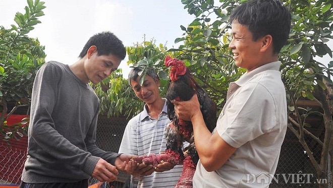 Vua luyện “hoa hậu” gà Đông Tảo “nghìn đô” Giang Lê Hân đang trao đổi kinh nghiệm chăn nuôi, luyện gà quý với khách tại trang trại của gia đình ở xã Đông Tảo, huyện Khoái Châu, Hưng Yên.
